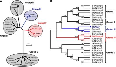 Bioinformatic and Functional Analysis of a Key Determinant Underlying the Substrate Selectivity of the Al Transporter, Nrat1